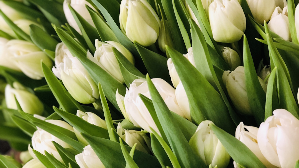 Feuilles et Fleurs - 2